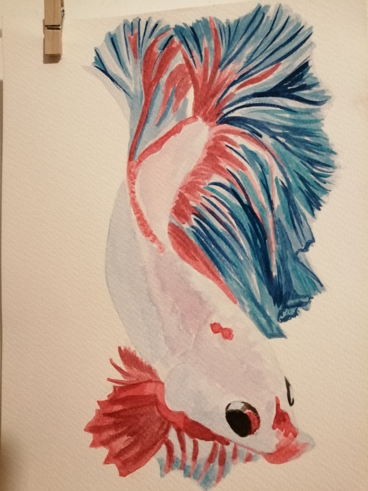 pintura aguarela de peixe beta